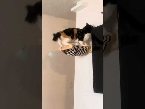 Cats Falling Compilation