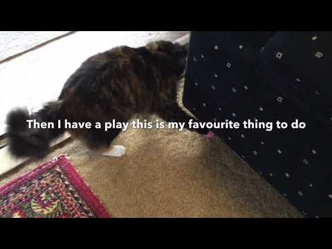 A Day In The Life Of Luna