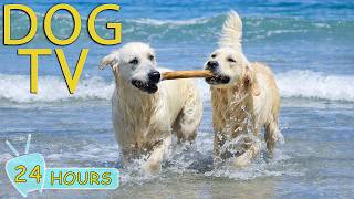 DOG TV: Videos Anti-Anxiety & Prevent Boredom for Dogs to Watch Home Alone All Day - Music for Dogs