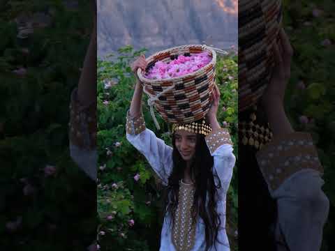Roses Harvesting in Oman #shorts