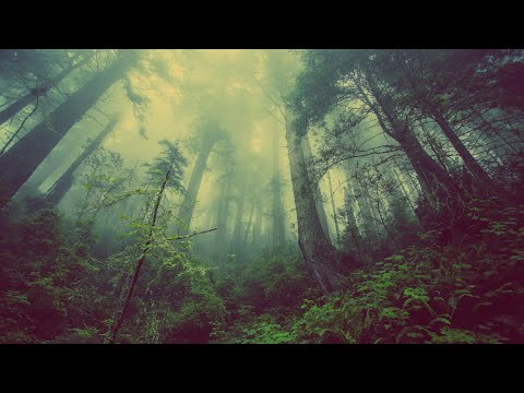 Relaxation Body and Soul, Calm the Mind, Meditate • Music To Heal While You Sleep #deepsleepingmusic