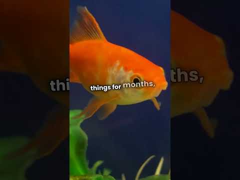 The Biggest Lie You Were Taught in School (Part 8): Goldfish Are Smarter Than You Think! #funfacts