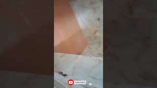 32 by 64 Bathroom Wall Tile 😗#shorts #bathroomtiledesign