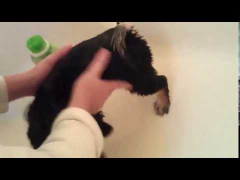 First Bath - Shiba inu puppy Shiba scream