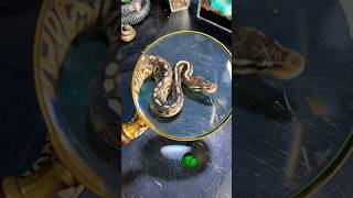 Farewell #molinarosnakelab #ballpython #shippingsnakes #python #familiars #royalpython #shorts #pets