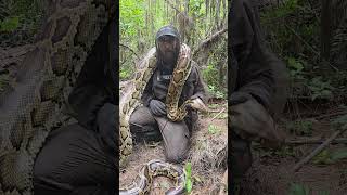 GIANT FEMALE PYTHON #python #snake #shorts #wildlife #nature #dangerous #herping #crazy #florida