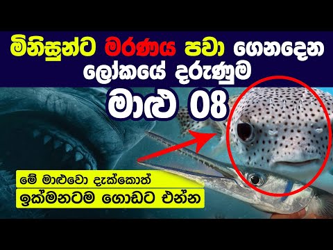 🐟 අවවාදයයි! ඔබ අනිවාර්යයෙන්ම දැනගත යුතු ලොව දරුණුතම මත්ස්‍යයින් | Most Dangerous Fishes in the World