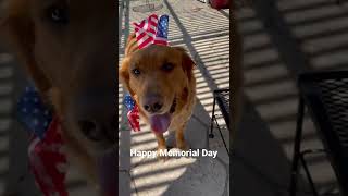 #saluteourforces #goldenretriever #veterans #motivation #shortsfeed #ytshorts #ytshortsindia