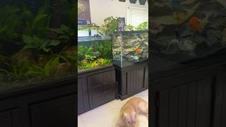 Got Fish? 😁🐠#aquarium #aquariumhobby #aquariumlife