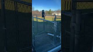 What is it like to have a German Shorthaired Pointer?#gsp#fyp #funny #pet #cute #foryoutube