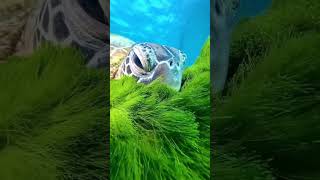 cutest turtle❤ #seaturtle #turtlephotography #ocean #turtleart