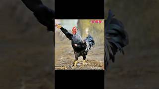 how possible😱 chicken dancing #sorts #sortvideo #viralshort #cow #dance #foryou #ai #edit #funny