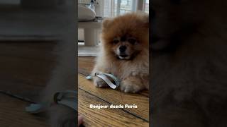 Vidu reportándose desde Paris. Sigue igual de gruñón 🤣 #funny #pomeranian