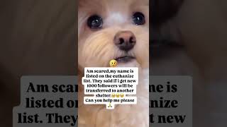Can you please help me 🙏#cat #dog #dogstagram #doglife #dogreels