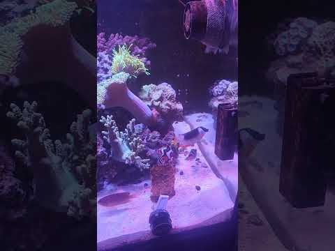 clam vs nori