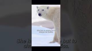 "SHOCKING Bear Attack in Seoul: What Happens When Wildlife Collides with Urban Life!" wildlife,bear