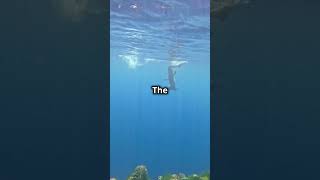 What Makes the Ocean Look SO Blue? #oceanscience #natureexplained