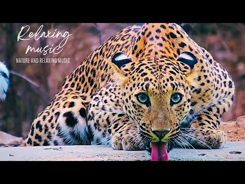 Relaxing Music to Relieve Stress, Anxiety and Depression • Mind, Body 🌴🌍 Soothing music for nerves