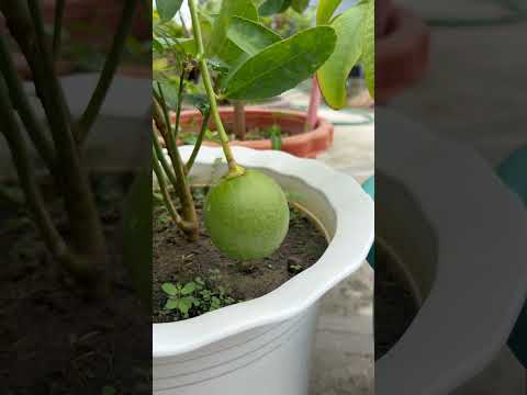 🍋🍋🍋 #rooftopgarden #lemon #lemontree #greenrooftop #shorts #lemoninapot