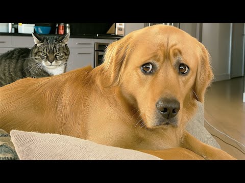 Funniest Animal Videos 2025 🤣 The Most Overdramatic Pets Ever