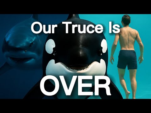 Humanity's Truce With Killer Whales May Now Be OVER