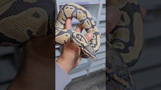 Does it ever bite even in shed🤔 #ballpython #pythonregius #snakesdon'tbites #serpent #petreptiles