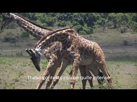 interesting facts about giraffes