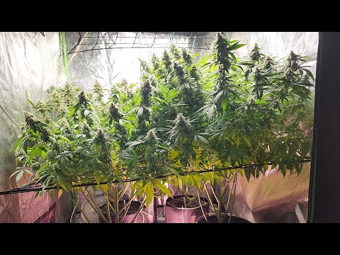 Grow 1 - Week 19 Update - Day 56 of Flower