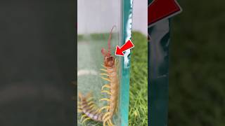 Girgit vs tiger centipede