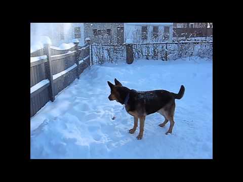Rufus playing in the snow.