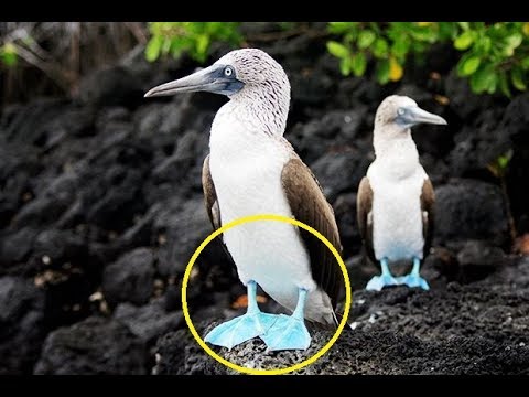 Animals With Unique Traits