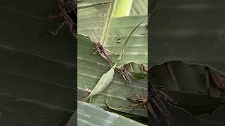 Animals pet Grasshopper Living With a Grasshopper Be Like… 😂🦗 #PetProblems #BugLife