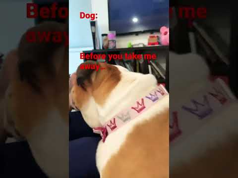 I tried to arrest my dog it didn’t go well…