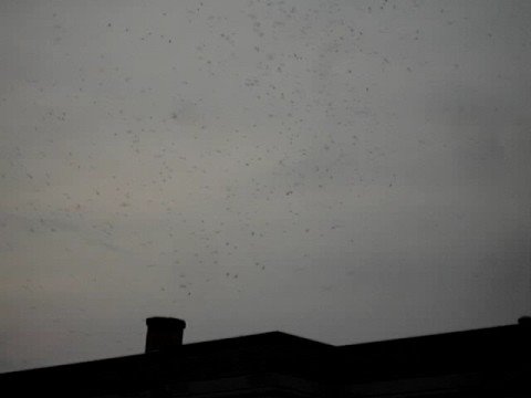 Swift migration, Portland