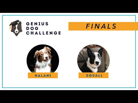 Genius Dog Challenge - Finals - Nalani & Squall