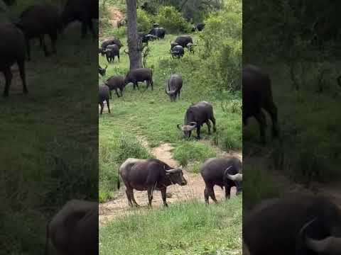 #baffalo #wildlife #wildanimals #music
