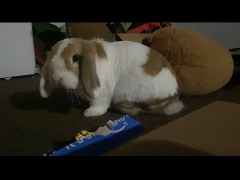 Chaos at 2 AM: Bunny Wakes Up the House and Unleashes Wrath on Amazon Boxes! 🐰📦