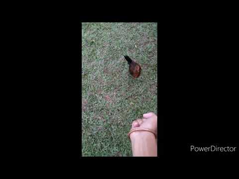 Chickens are dumb