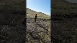 The shot looked worse that it was! #pointer #pheasanthunting #hunting #shorts #viralvideo #short