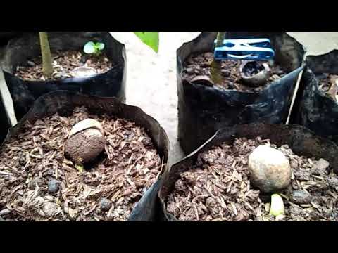 JUAL BIBIT MUNCAMG ATAU KEMIRI JAWARA