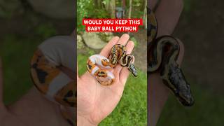 Would You KEEP This Baby Ball Python!?