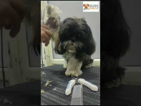 Silverbones #petgrooming #dog #petspa #petlovers #pets #petcareservices #doglover #puppy