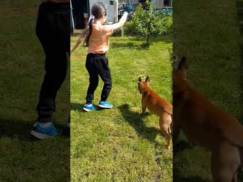 Dog Cartwheel #dogtraining #doglovers #challenge #activekids #malinois #gymnast #gymnasticsworkout