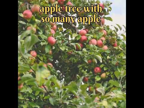 apple tree | apple tree with apple | #apple | #shorts | #youtubeshort | #2023 | #youtube |