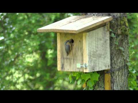 Nesting box - 2013 - Eurasien Nuthatch (Sitta europaea)