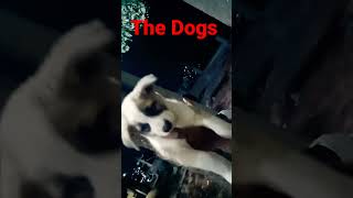 The Dogs 🐕😂 Super man🦸‍♀️#Gullydogs#thedogs #trending #youtubeshorts#thanks.