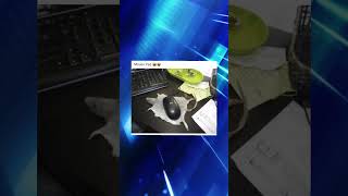 Programming memes, only humor #jokes #fy #fyp #soft #software #code #it #technology #git