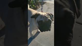 Solemn Little Doggie... @socalweekendwalkarounds