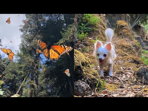 Cucciola di chihuahua rincorre e mangia FARFALLE in primavera🦋- puppy tries to catch butterflies