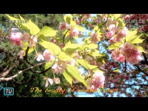 [study music] soft piano music to put you in a breezy spring mood
